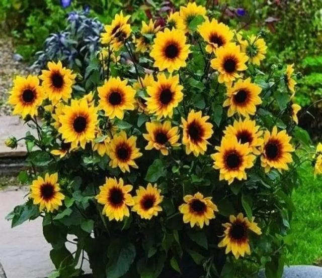 #想养#今年超级火的花,花量大,开的美,每一种都想养一盆!