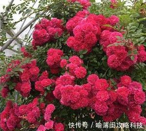  【艳丽】阳台养一盆爬藤花，花色艳丽，花香浓郁，邻居看了都羡慕！