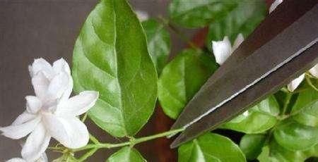  『栀子花』茉莉、栀子花期延长，开花不断的小秘诀