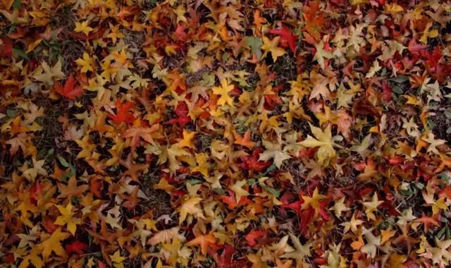 又一个红叶王国!国内这处秘境,有比肩枫叶之国加拿大的醉美秋色