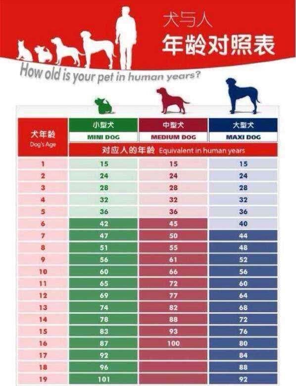  寿星：英国史上最长寿的一只狗狗寿星已经21岁了，相当于人类的147岁