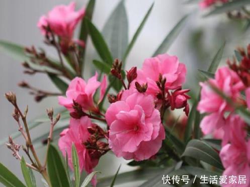  「堪称」盆栽4种植物需谨慎，它们堪称''健康杀手''，很多人却不以为然！