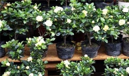 #盆土#栀子花有“3喜、1怕”,做对了,不黄叶,还“猛”开花!