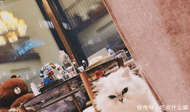 王思聪前女米咪为拍抖音阻拦公交正常运行，遭香港网友痛斥