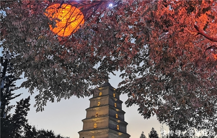 躲在西安闹市里的秘境,看一场银杏黄金雨,看一幅长安秋景图