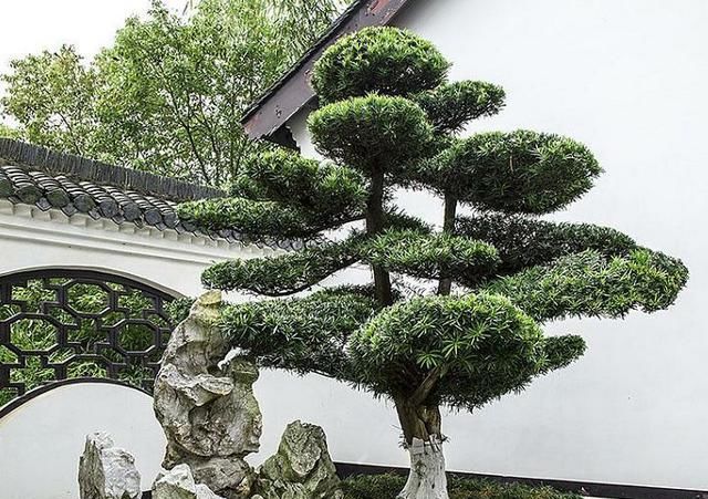  『观赏价值』庭院中种什么树木最合适，千万别种错了！