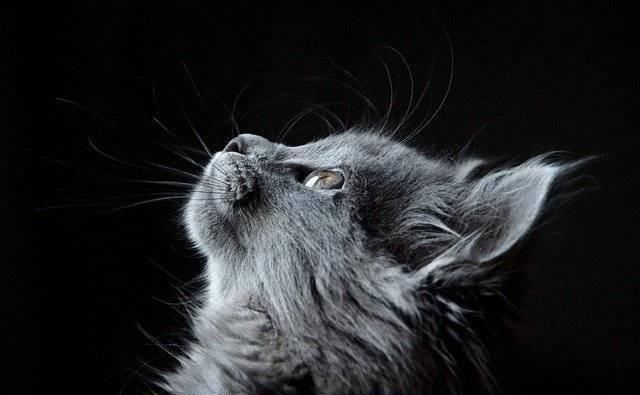 养猫：猫奴不喜欢听的五句话，大多数猫奴感同身受，你同意吗？