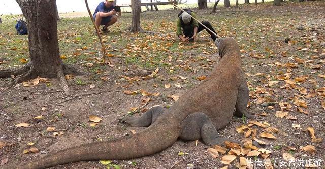 亚洲的一座神奇岛屿，生存着1亿年前古生物后代，如今不到100只！