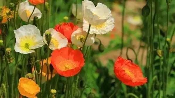 前方花海高能，这些花儿你能认出几种？