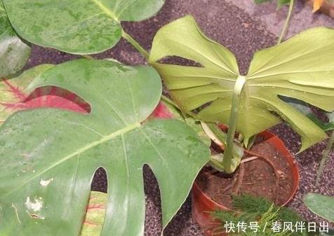 喜欢|居家就养这3种绿植,只是浇水就能长不停,一天不浇就渴死