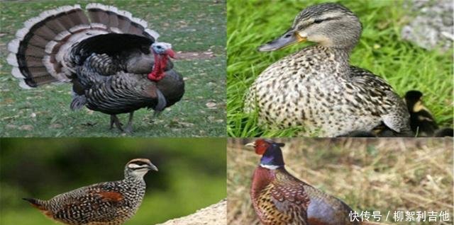 英国这物种泛滥成灾，影响人们生活，政府下令捕杀一只奖励200