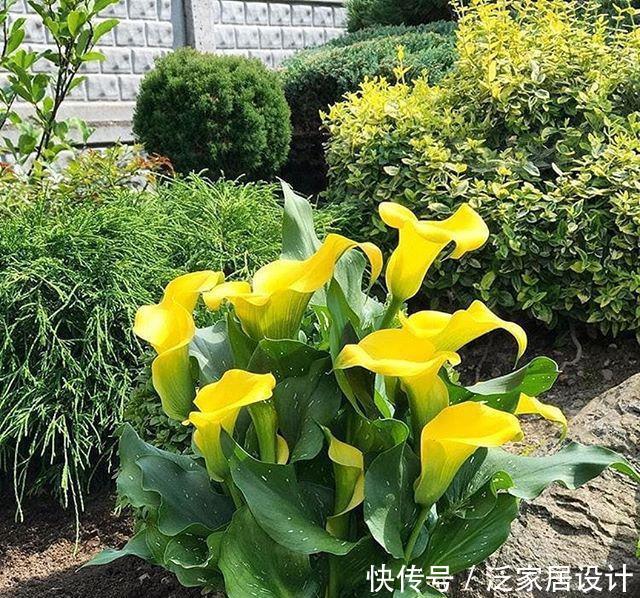  【狄特】美神阿弗洛狄特都嫉妒的马蹄莲，既是纯洁秀挺，又是多彩艳丽