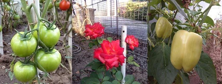  #懂得#七水硫酸镁用来养花好处多多，可懂得用的人并不多