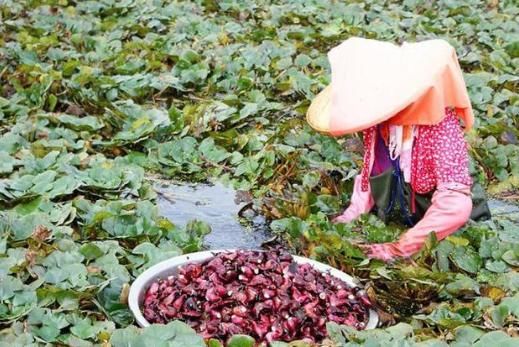 『高价』这种食物长错了地方,在中国需要花高价购买,美国却要花重金清理