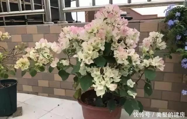 停歇|2种“开花机器”,一年300多天不停歇,养2盆,天天有花看,值