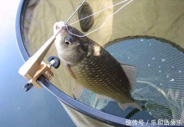 冬钓鲫鱼，牢记三句“顺口溜”，不脱钩、不跑鱼