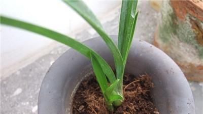  『烂根』养花烂根都有哪些原因？烂根什么表现？怎么正确处理烂根