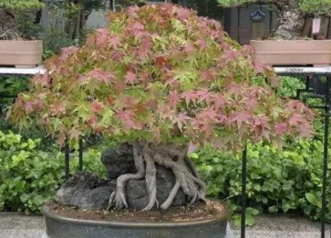 想靠盆栽致富,首先要了解哪些盆景树种成活率更高,来学习一下吧