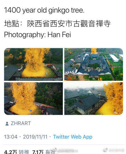 西安千年银杏古树火爆外网