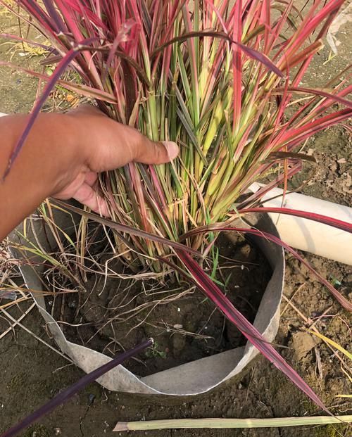  「绿萝」你还在养吊兰绿萝？大神们都开始玩网红观赏草了