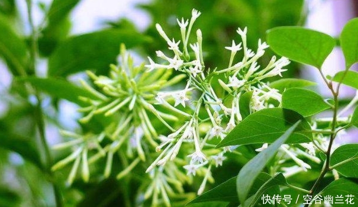 搬出去:这4种“毒花”不能养在室内,为了家人,赶紧搬出去吧!
