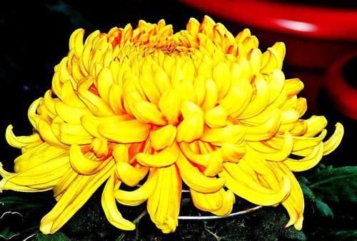  『寓意』喜欢菊花，不如养盆“珍稀名菊”花好月圆，金光灿灿，寓意美好！
