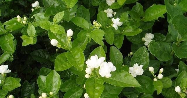  『栀子花』茉莉、栀子花期延长，开花不断的小秘诀