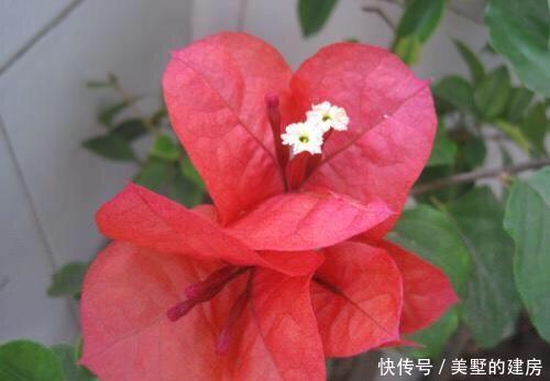  『花芽』三角梅芽点和花苞怎么区分？看这“2点”就知道了，秋季开花超多