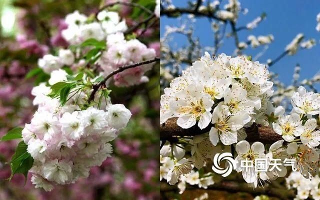  『樱花』天气回暖花开正好，赏花达人速成秘诀看过来