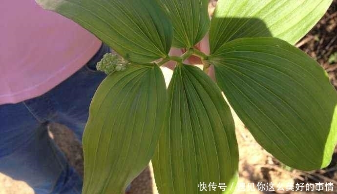 买到|曾经常被当成杂草,如今变成高档野菜,有价无市难买到!