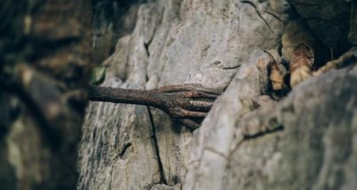 云南一棵3千年菩提树,一夜之间长出“佛手”,竟然还有这种神力