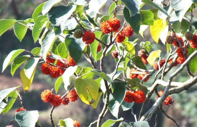  构树：这种树以前农民见了就砍，现在却成为摇钱树，浑身是宝