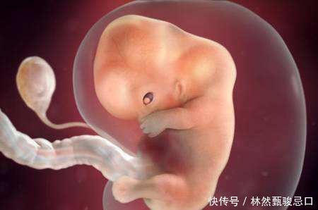怀孕20周的宝宝,长什么样子?给怀孕20周孕