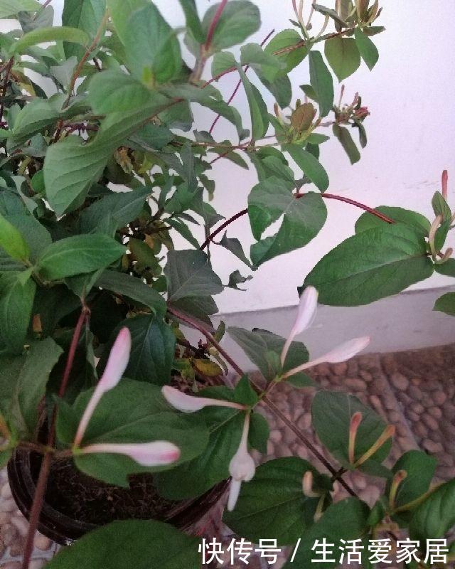 #摘点#摘点槐花吃算什么,真厉害的都开始扦插槐树了,超简单!