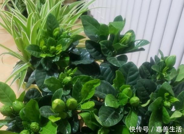 『施肥』刚买的栀子花,一定不要换盆施肥,不然扛不过一周!