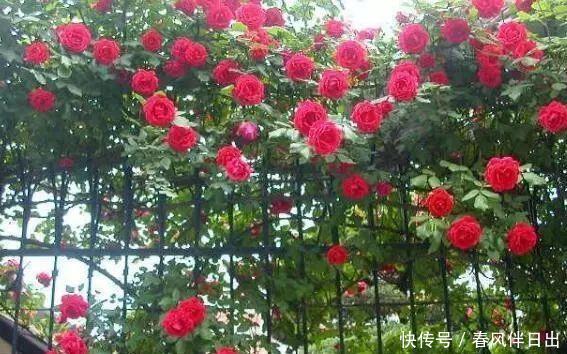 「花儿」4种花,打造出一个漂亮的院子,色彩斑斓,花开不断!
