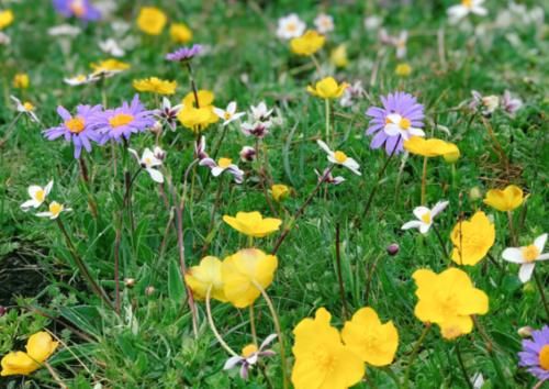 四川有一人间仙境,拥有五彩缤纷的花海,被誉为“最美高原花海”