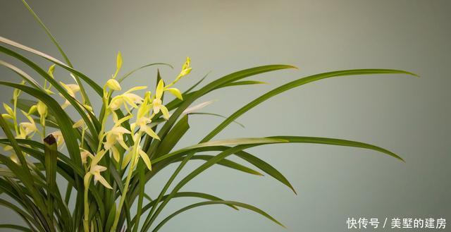 『养分』兰花新苗僵住不长,重点考虑4个原因,解决后新芽“噌噌”冒