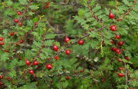  「买不到」山中有一野果，名为“糖琅”，农民不愿收获，有人想