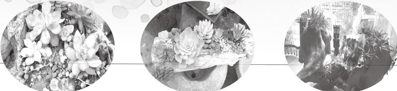  『造景』园艺造景，枯木也可“逢春”