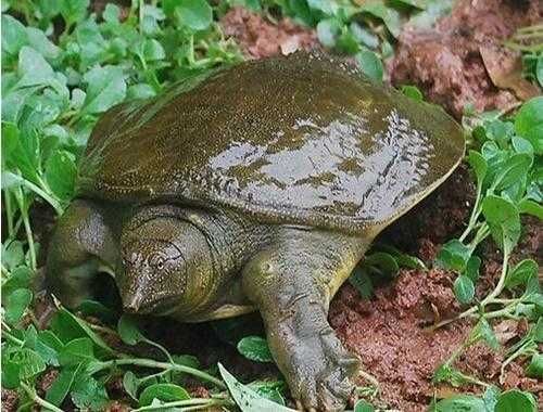 农村老俗话“上山甲鱼，下山野鸡不能碰”什么意思有何道理吗！