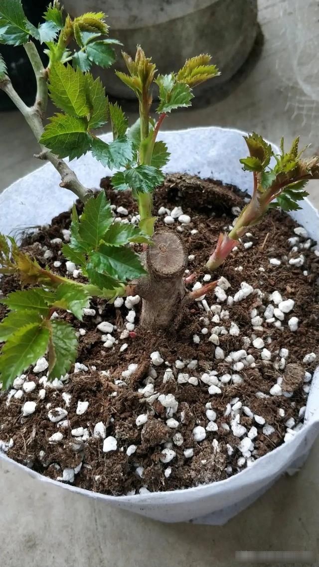  【枝繁叶茂】新买的“牙签”月季苗，用2个方法，能够快速长得枝繁叶茂