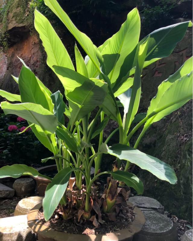  适合@10种适合室内的小众花，今年超流行，点缀家居，越养越精致