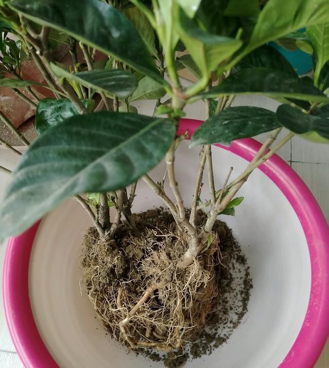  #栀子花#养了2年的栀子花，一换盆就死了，问题不在花身上，在你身上