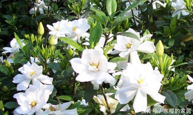 『夏季』3种花夏季要“勤”浇水,浇水越多开花越多,美爆一整夏!