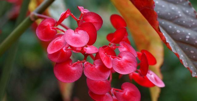  『耐热』夏天必养的3种花，耐热耐旱更耐晒，一年四季开花不断，韵味十足