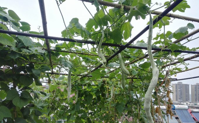  『楼顶』别人养花，她却种一楼顶菜，多得吃不完都送邻居了！