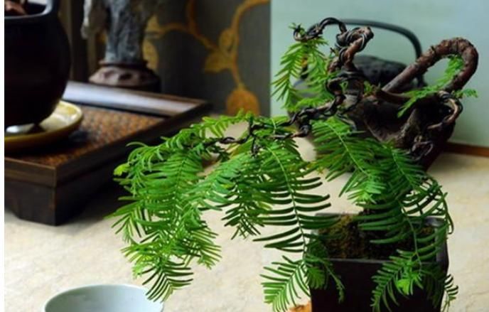  【漂亮】水杉，植物界“活化石”，一节枝条，轻松做一盆漂亮水杉盆景