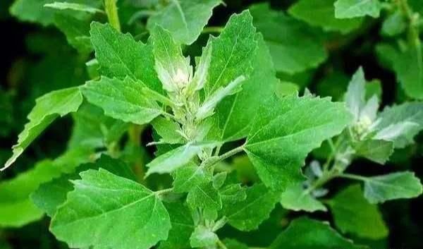 农村种植谚语，“猪来收，马来贱，灰菜窝里吃饱饭”，什么意思？