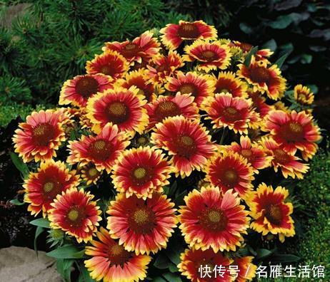  【漂亮】喜欢养护花卉，就选择花期长，养护容易，适合在室内养护的漂亮花